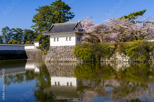 小田原城址公園の満開の桜 © san724