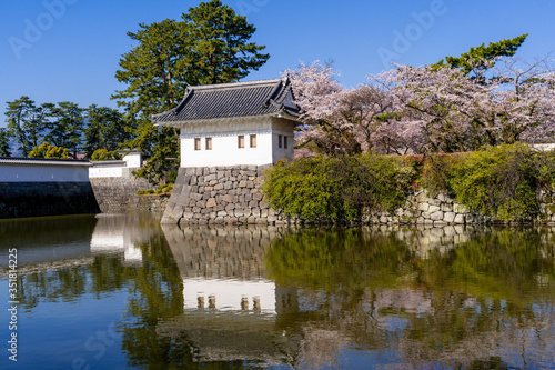 小田原城址公園の満開の桜