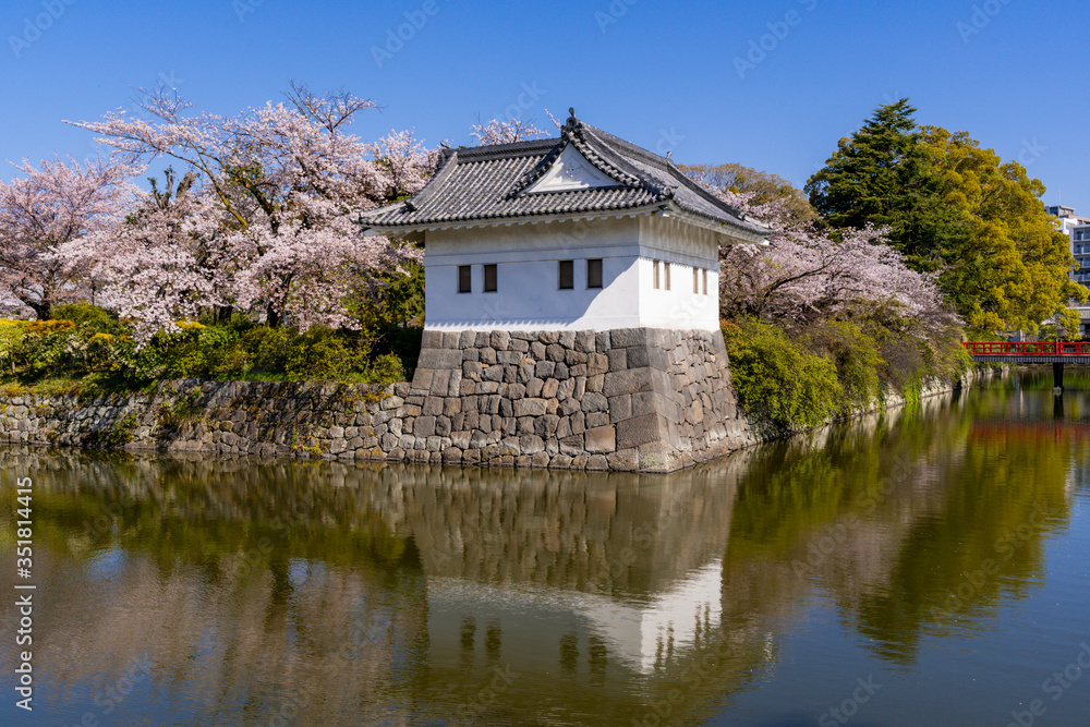Obraz premium 小田原城址公園の満開の桜