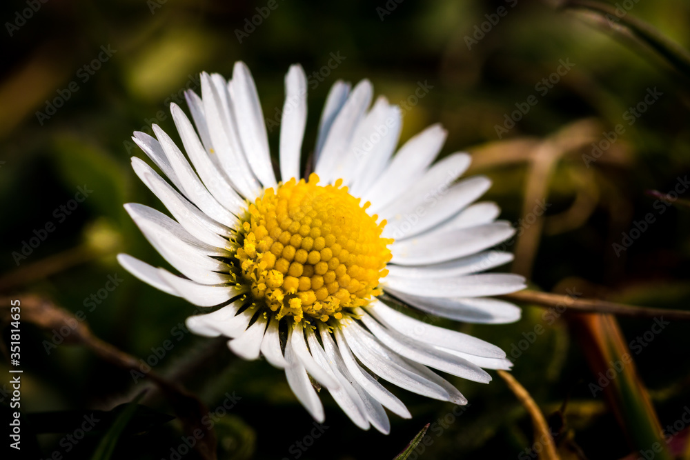 gänseblümchen blume im frühling gänseblümchen blume im frühling