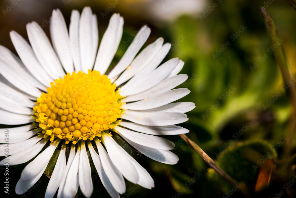 Obraz premium biene auf einer blume