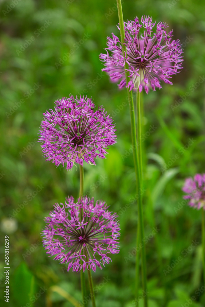 Onion Suvorov (Allium suworowii) is part of the mountain bows Onion Suvorov (Allium suworowii) is part of the mountain bows