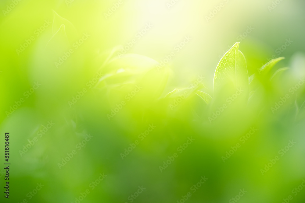 Obraz premium Nature of green leaf in garden at summer. Natural green leaves plants using as spring background cover page greenery environment ecology wallpaper