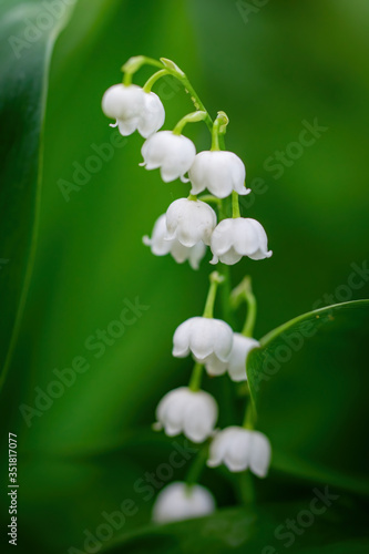 Spring flower lily of the valley close-up