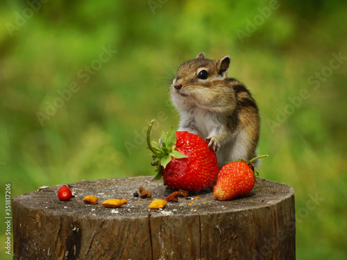 A chipmunk sits on a stump and holds in its paws a red berry strawberry