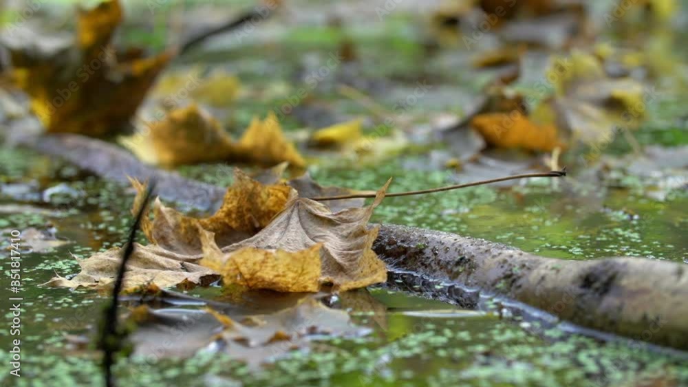 Close-up lockdown shot of dry leaf falling by stick on water in forest - Steigerwald, Germany Close-up lockdown shot of dry leaf falling by stick on water in forest - Steigerwald, Germany