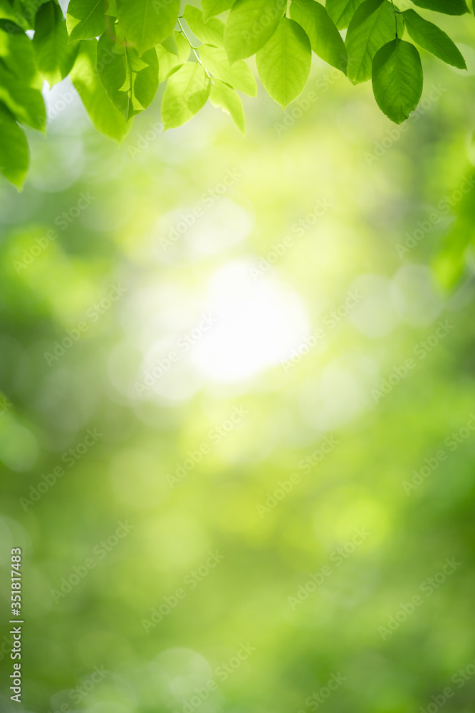 Nature of green leaf in garden at summer. Natural green leaves plants using as spring background cover page greenery environment ecology wallpaper Nature of green leaf in garden at summer. Natural green leaves plants using as spring background cover page greenery environment ecology wallpaper