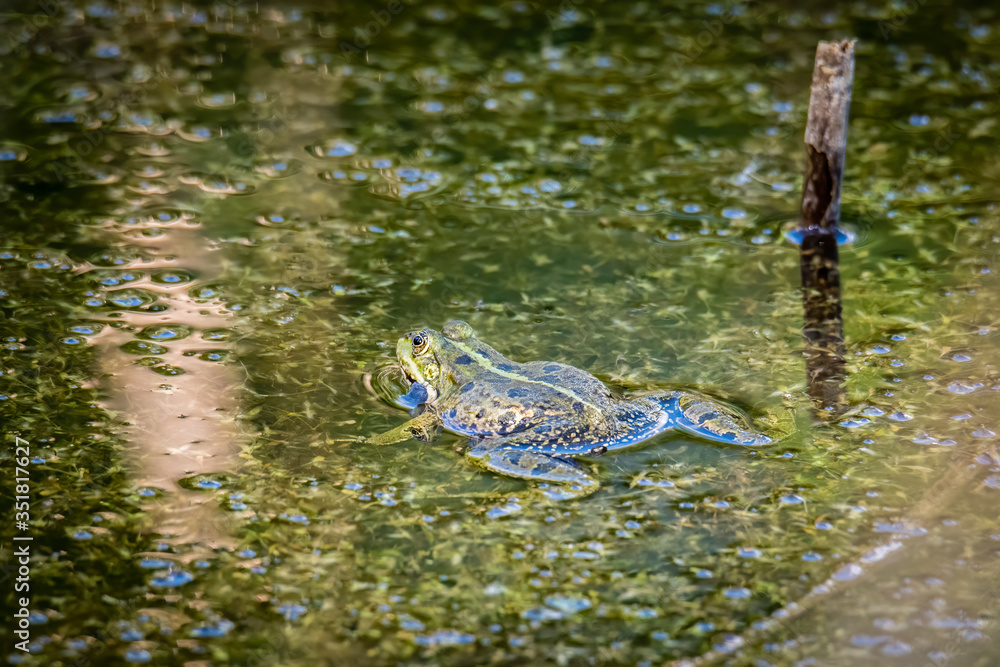 Fototapeta premium A common water frog, pelophylax esculentus, in the water. Pilsen, Czech Republic