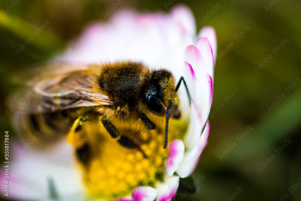 biene auf einer blume biene auf einer blume