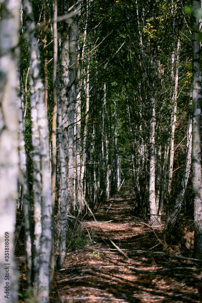 Obraz premium Vertically birch forest with a walkway.