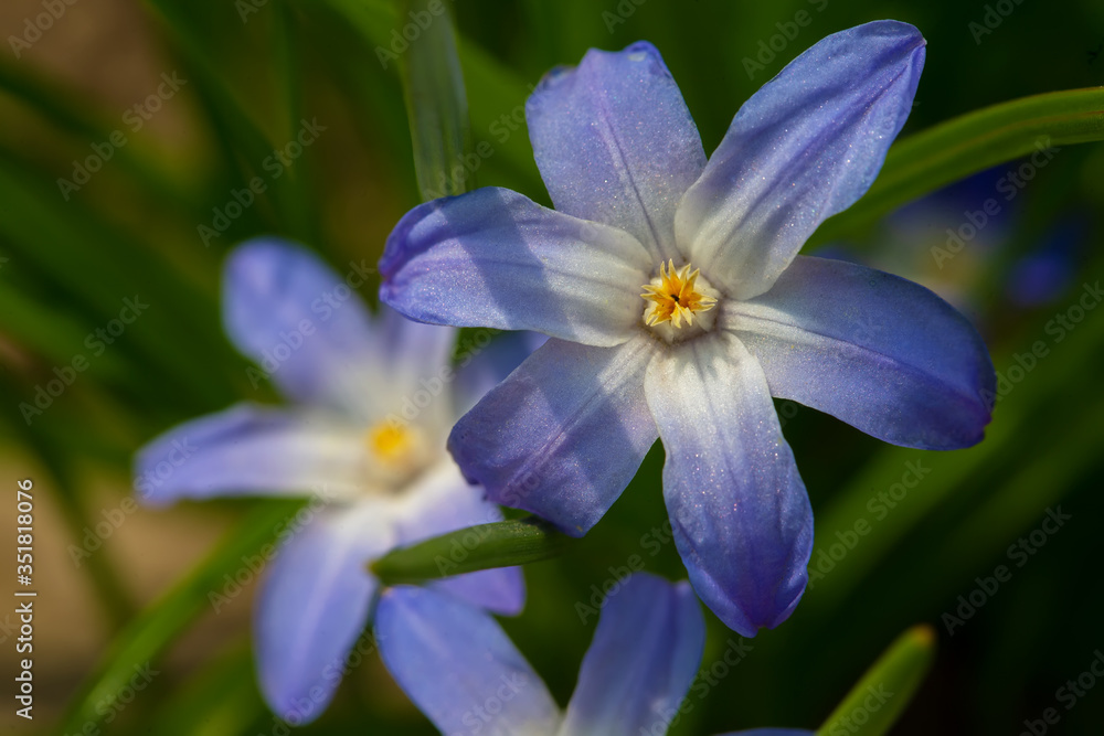 Beautiful blue flower close-up on a green background