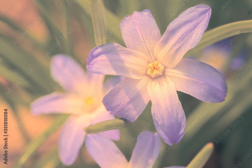 Fototapeta premium Faded not bright photo of a beautiful blue flower on a green background