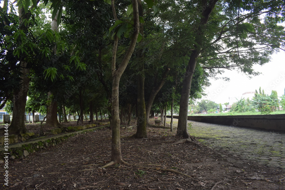 a big tree in a city park