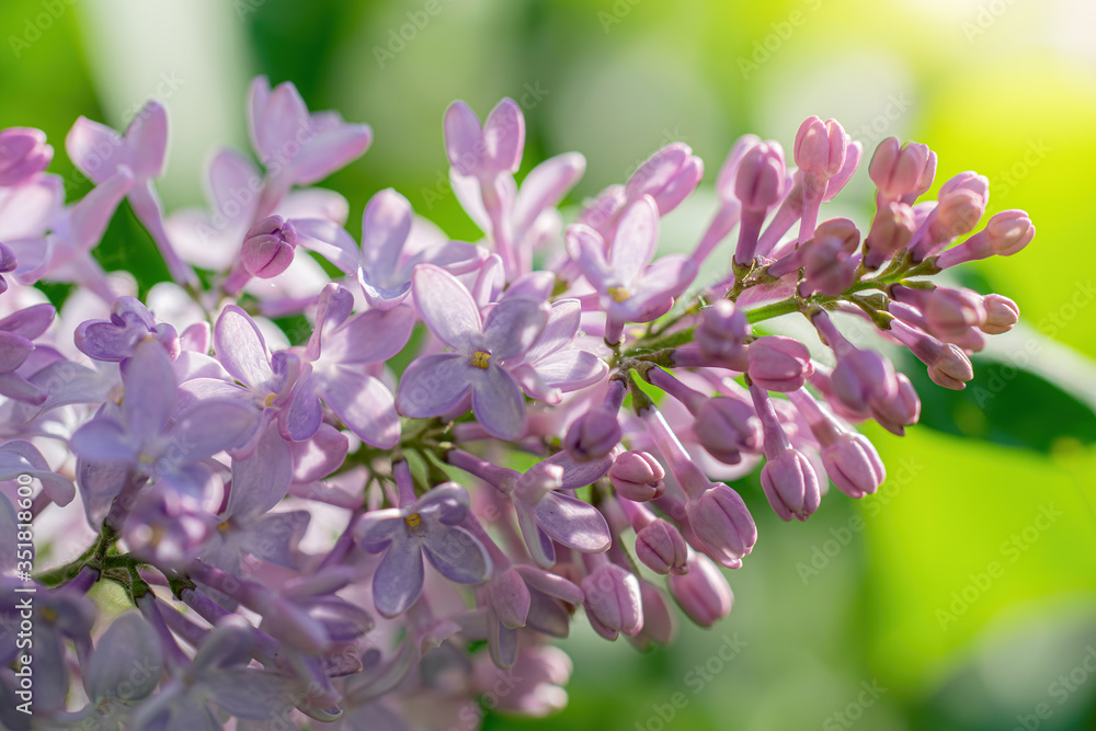 Branch of blossoming lilac on a sunny day Branch of blossoming lilac on a sunny day