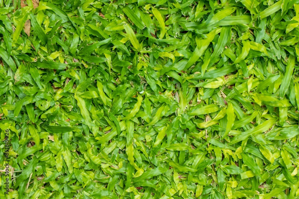 Green lawn Texture, Lawn Texture Green lawn Texture, Lawn Texture