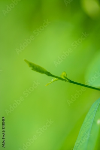 Natural leaves in the forests of Thailand