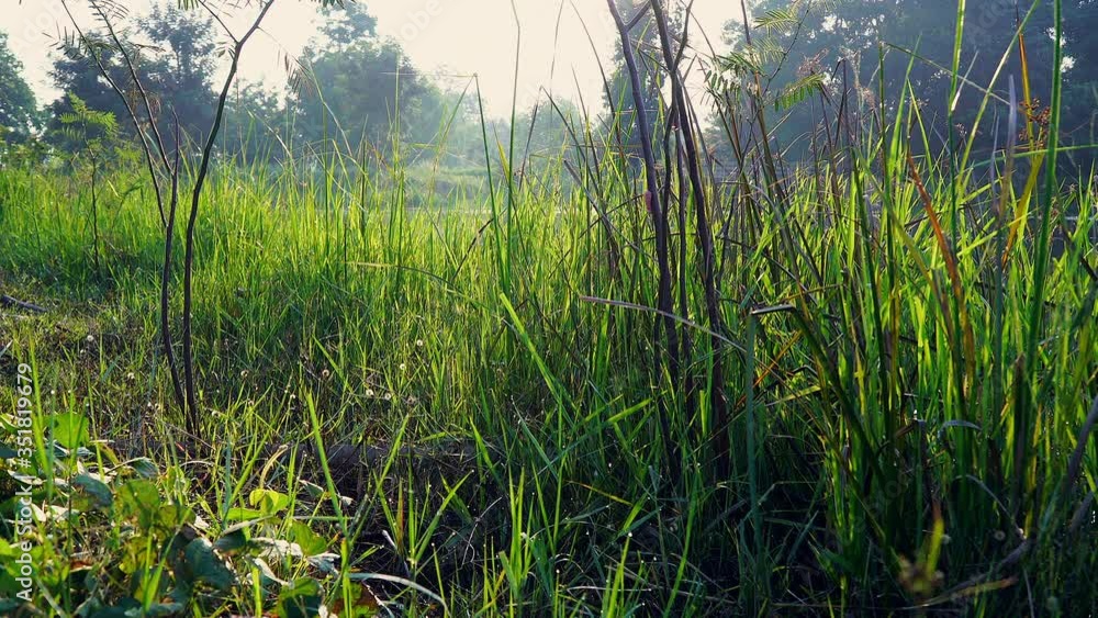 Warm sun in the early morning view. Densely Sedge grass and grown water plants on coast lake. There is beautiful and abundant nature. Warm sun in the early morning view. Densely Sedge grass and grown water plants on coast lake. There is beautiful and abundant nature.