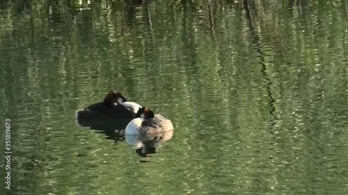 la siesta degli svassi maggiori photo