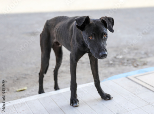 Wallpaper Mural A flock of stray dogs. Torontodigital.ca