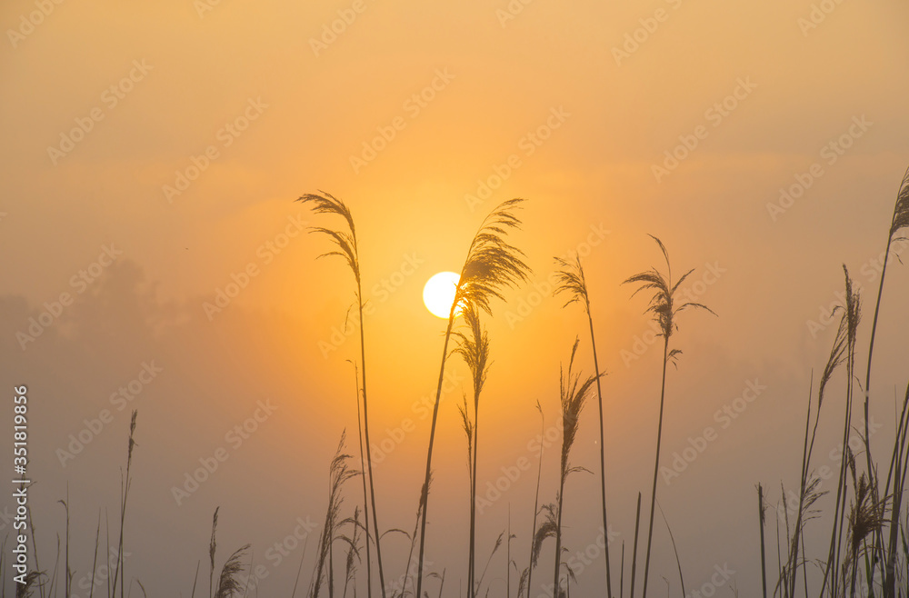 Reed along the edge of a misty lake at a yellow foggy sunrise in an early spring morning