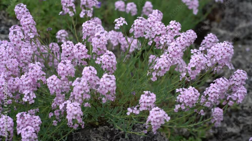 Close up of pink flowers of persian stonecress (aethionema grandiflora) moving gently in a spring breeze Close up of pink flowers of persian stonecress (aethionema grandiflora) moving gently in a spring breeze