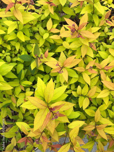 plant bed in the garden, plant with light yellow and green leaves
