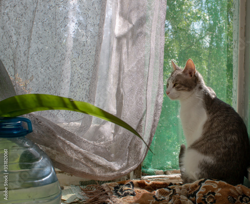 A gray cat named Nika is sitting by the window. photo