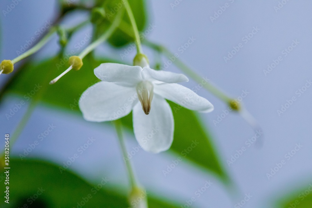 Jasmine in the garden of Thailand Jasmine in the garden of Thailand