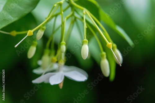 Jasmine in the garden of Thailand