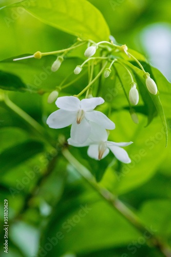 Jasmine in the garden of Thailand