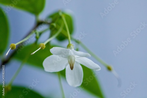 Jasmine in the garden of Thailand