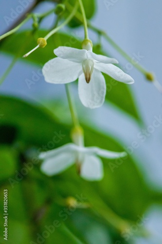 Jasmine in the garden of Thailand