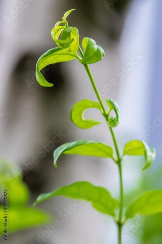 Jasmine in the garden of Thailand