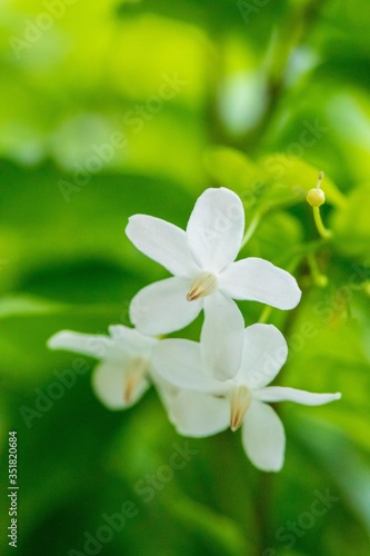 Jasmine in the garden of Thailand