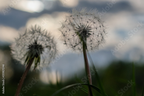 dandelion of the sky