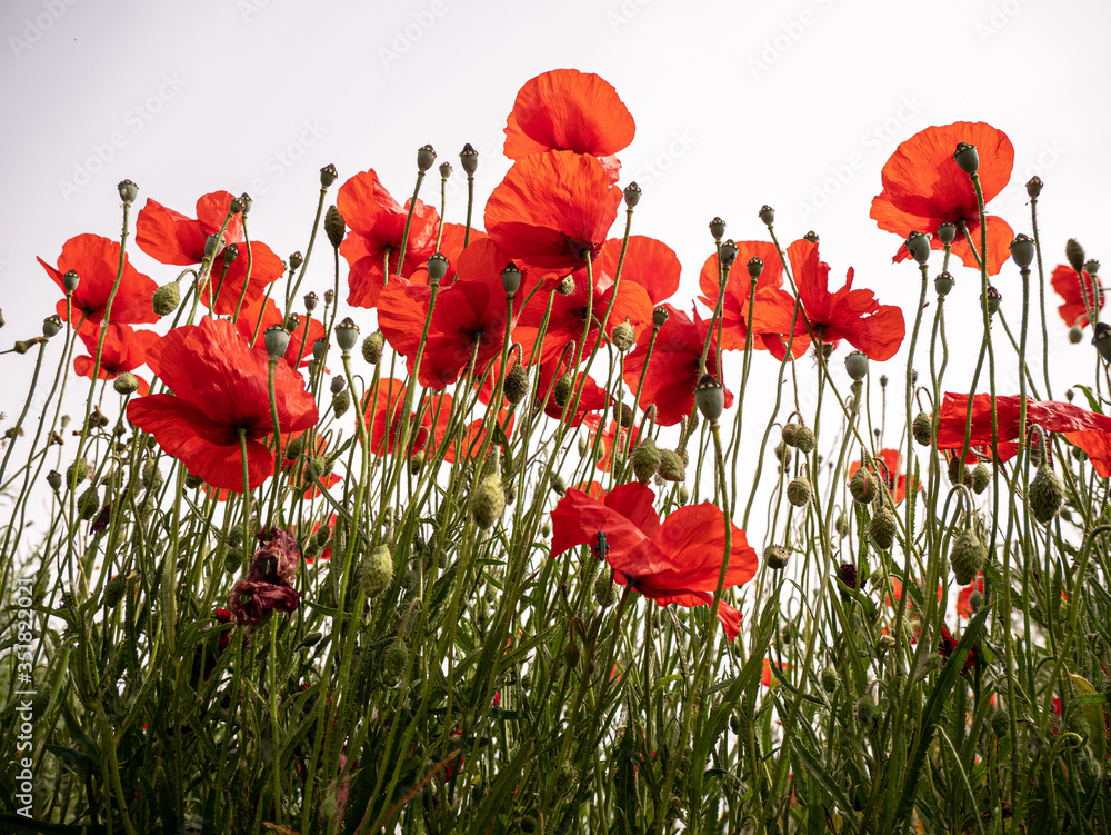 Obraz premium coquelicots contre-plongée