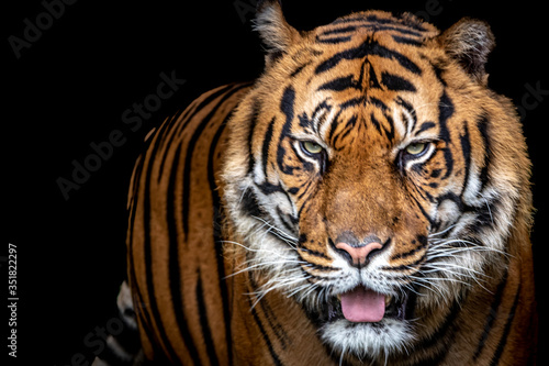 Tiger with opened mouth on a black background © Ralph Lear