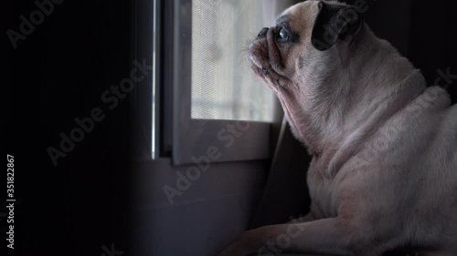 With Sound, cute pug dog looking out an open window waiting for his owner, begging and barking for owner at outside.