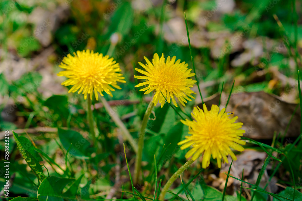 Dandelion herbaceous plant during flowering Dandelion herbaceous plant during flowering