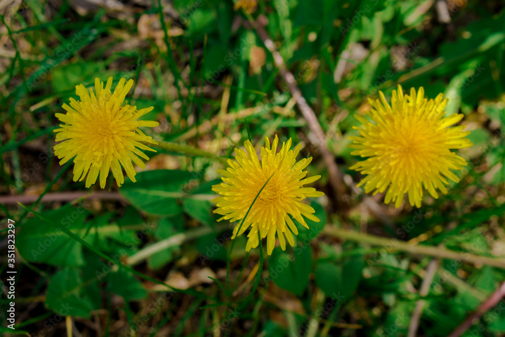 Dandelion herbaceous plant during flowering Dandelion herbaceous plant during flowering