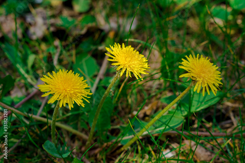 Dandelion herbaceous plant during flowering