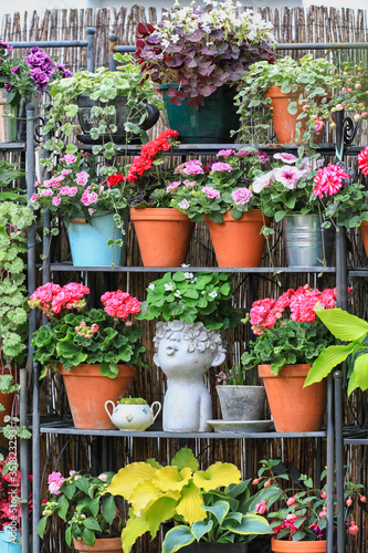 Fototapeta Naklejka Na Ścianę i Meble -  Beautiful shabby chic decoration wall with lots of different hanging plants and other flowering plants as fuchsias, pelargonium and busy lizzy in a secluded garden patio in the sunshine
