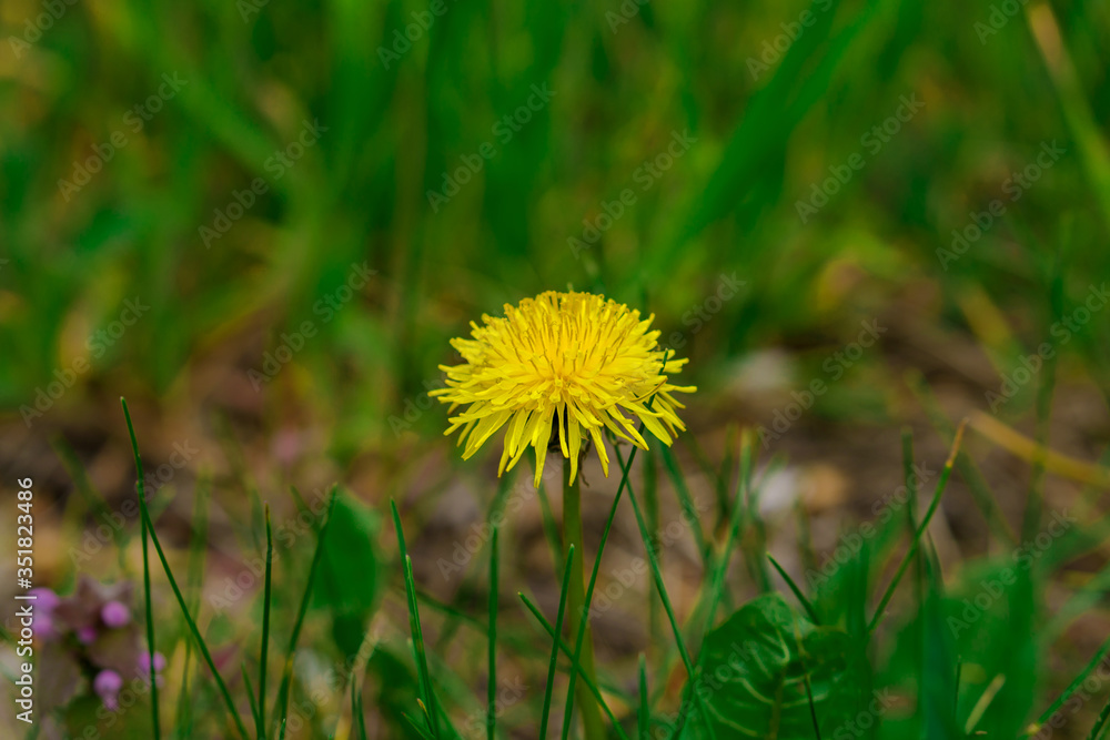 Dandelion herbaceous plant during flowering Dandelion herbaceous plant during flowering