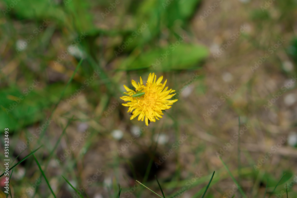 Dandelion herbaceous plant during flowering Dandelion herbaceous plant during flowering