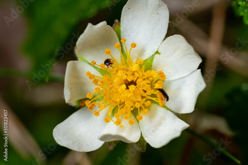Dryas octopetala