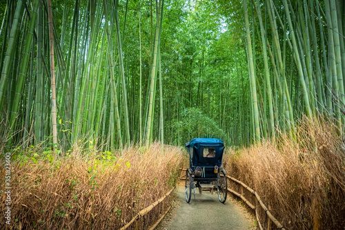 The Nature Of Japan. Sagano...