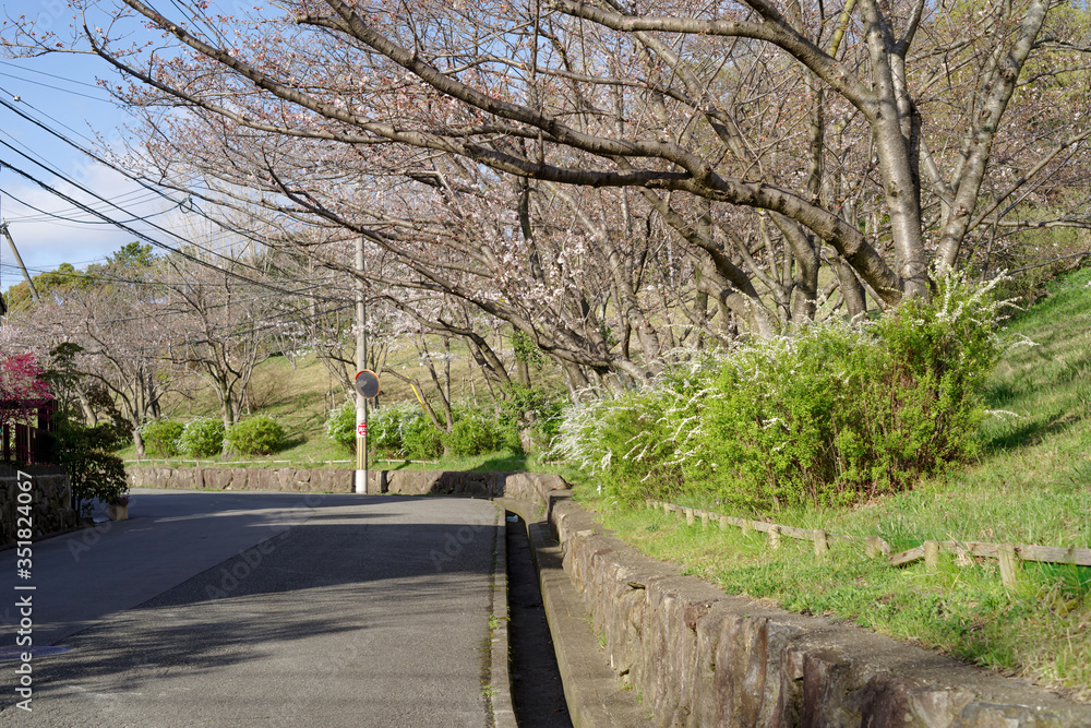 japan sakura 　：桜の咲く日本の街並み