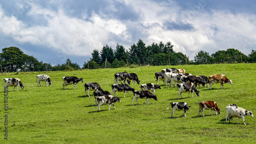 Troupeau de vaches laitières dans une prairie