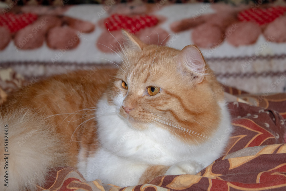 A red cat named Ryzhik with a beautiful white pectoral, kind eyes lies on a soft sofa.