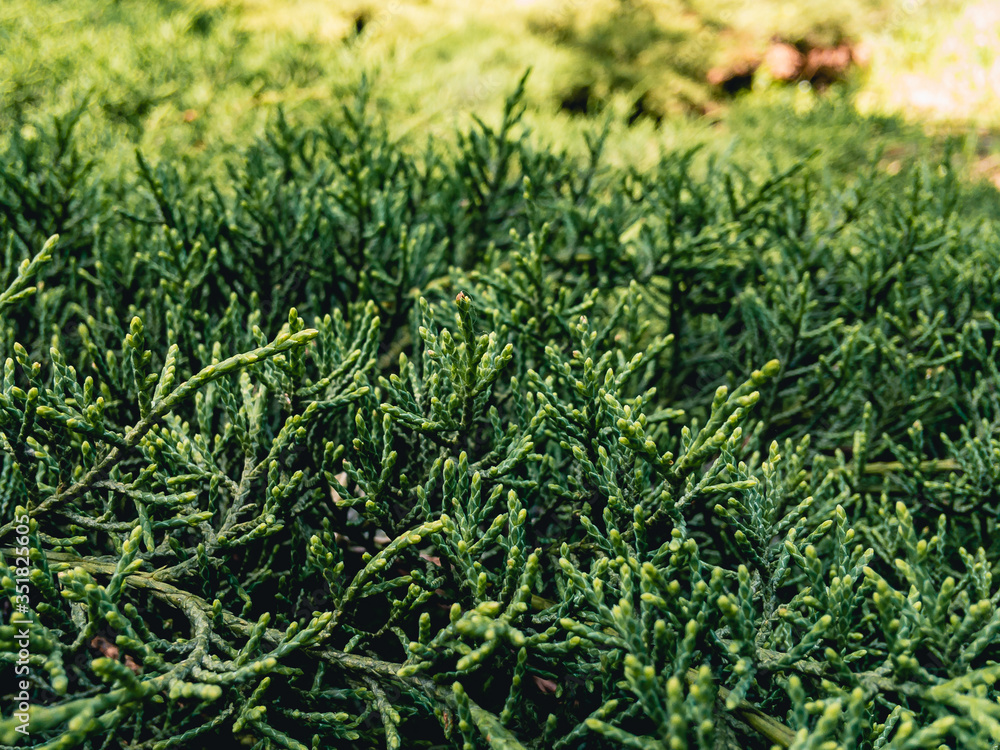 Beautiful textured image of the branches of the evergreen cypress (lat. Cupressus) on a sunny day. Background coniferous image. Beautiful textured image of the branches of the evergreen cypress (lat. Cupressus) on a sunny day. Background coniferous image.